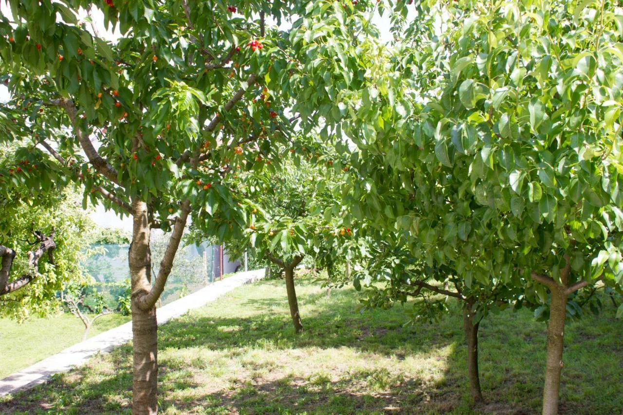 Villa Fig Zmijavci Zewnętrze zdjęcie